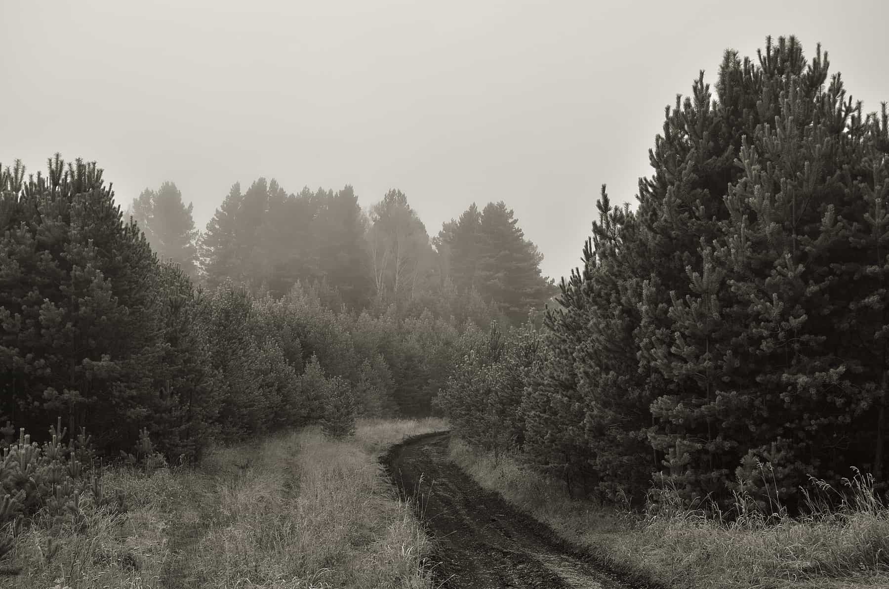 A quiet trail running into pine woods under morning fog